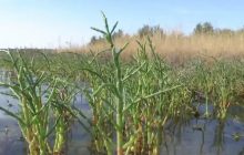У Херсонській області готують страви з "морської спаржі": що це та чим корисно