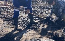 На Сумщині нафта залила поле з кукурудзою (фото)