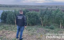 Под Одессой нашли плантацию конопли на 3,5 миллиона гривен (фото, видео)