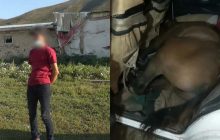 У Казахстані затримали водія з живим конем у салоні (відео)