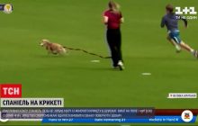 В Британії собака вибіг на поле під час матчу із крикету та забрав м'яч (відео)