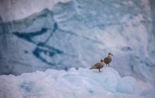 Видно из космоса: гигантский айсберг 1986 года мчится к острову пингвинов