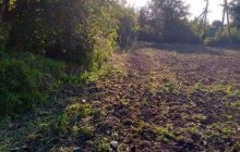 Працювали навіть астматики: на Черкащині дітей змушували під час уроків збирати врожай