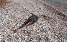 В Запорожской области загадочно погибли дельфины: тела вынесло на берег (фото)