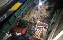 На Одещині наловили червонокнижних осетрових майже на 800 тисяч гривень (фото)