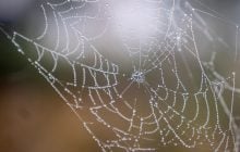 У Європі знайшли найбільше павутиння у світі, де живуть понад 100 тисяч павуків (фото)