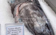 В Одесі виставили на продаж тунець за ціною машини (фото)