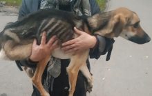 Прогриз дірку та повис вниз головою: у Росії із закритої квартири врятували замореного голодом пса (відео)
