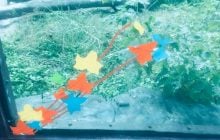 Работники Киевского зоопарка опозорились, заделав аппликацией лопнувшее стекло в вольере с медведями (фото)
