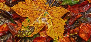 Как использовать опавшие листья в саду: 6 полезных идей