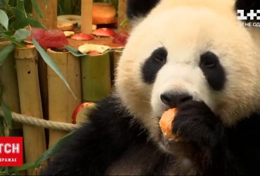 В берлинском зоопарке пандам-близнецам подарили торт