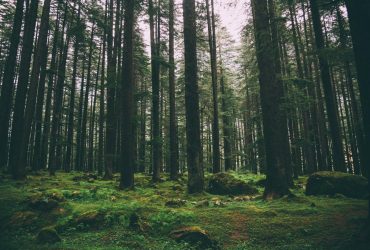 У КМДА нагадали про заборону відвідувати ліси: існує надзвичайна небезпека