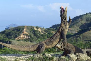 Комодського варана визнано видом під загрозою вимирання