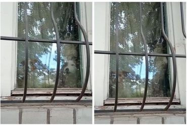 Гризуть одна одну: у будинку бабусі загиблого в Черкасах хлопчика голодують собаки (відео)