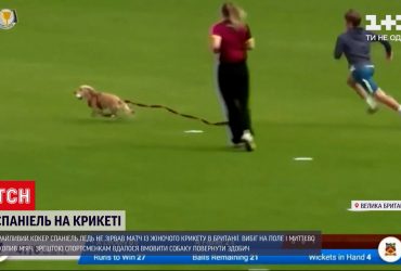 В Британії кокер спаніель вибіг на поле під час матчу із крикету та забрав м'яч