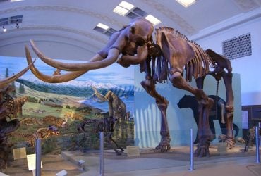 У Сибіру знайдено мамонта віком 1,1 мільйона років: його ДНК ошелешило вчених