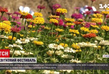 На Волині влаштували квітковий фестиваль