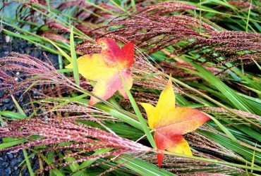 В среду в Украине станет еще теплее: прогноз на 9 ноября (карта)