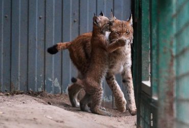 В харьковском экопарке впервые показали маленького рысенка (видео)