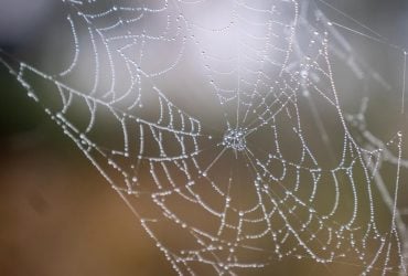 В Европе нашли крупнейшую паутину в мире, где живут более 100 тысяч пауков (фото)