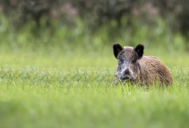 Не диктатор: у Німеччині вирішили перейменувати Путіна