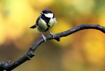 Сьогодні Україну накриє довгоочікуване потепління: температура підніметься до +24° (карта)