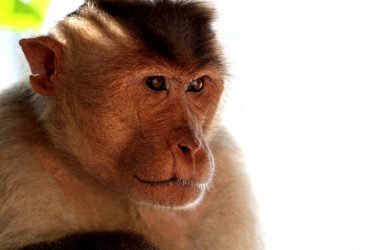 В Індії мавпи оголосили війну собакам і вбили 250 цуценят