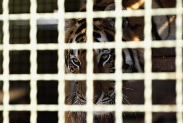 Фельдман заявил, что животных разрушенного экопарка в Харькове придется умертвить