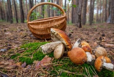Які гриби збирають в серпні: 6 сезонних трофеїв для грибника