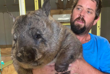 Располневшего вомбата заставили похудеть по специальной программе (фото)