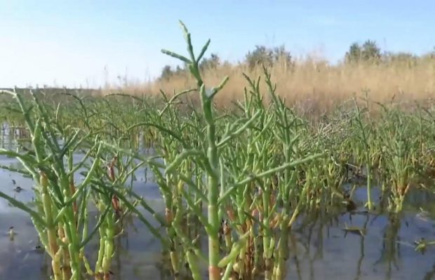 У Херсонській області готують страви з "морської спаржі": що це та чим корисно