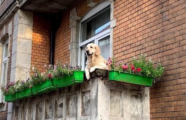 Популярніше Лувру та Статуї Свободи: "милий пес на балконі" в Польщі став однією з кращих пам'яток світу