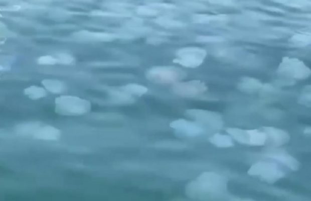 Туристів в Одесі зустрів "суп" з медуз (відео)