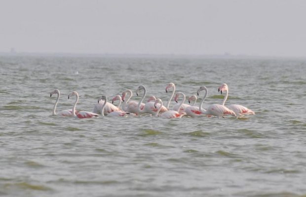 У заповіднику в Одеській області помітили цілу зграю рідкісних червонокнижних птахів