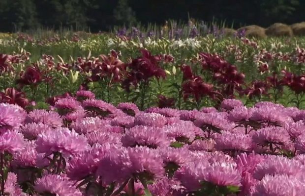 Три гектари квітів та нахабні зайці: на Волині просто посеред поля проходить квітковий фестиваль (відео)
