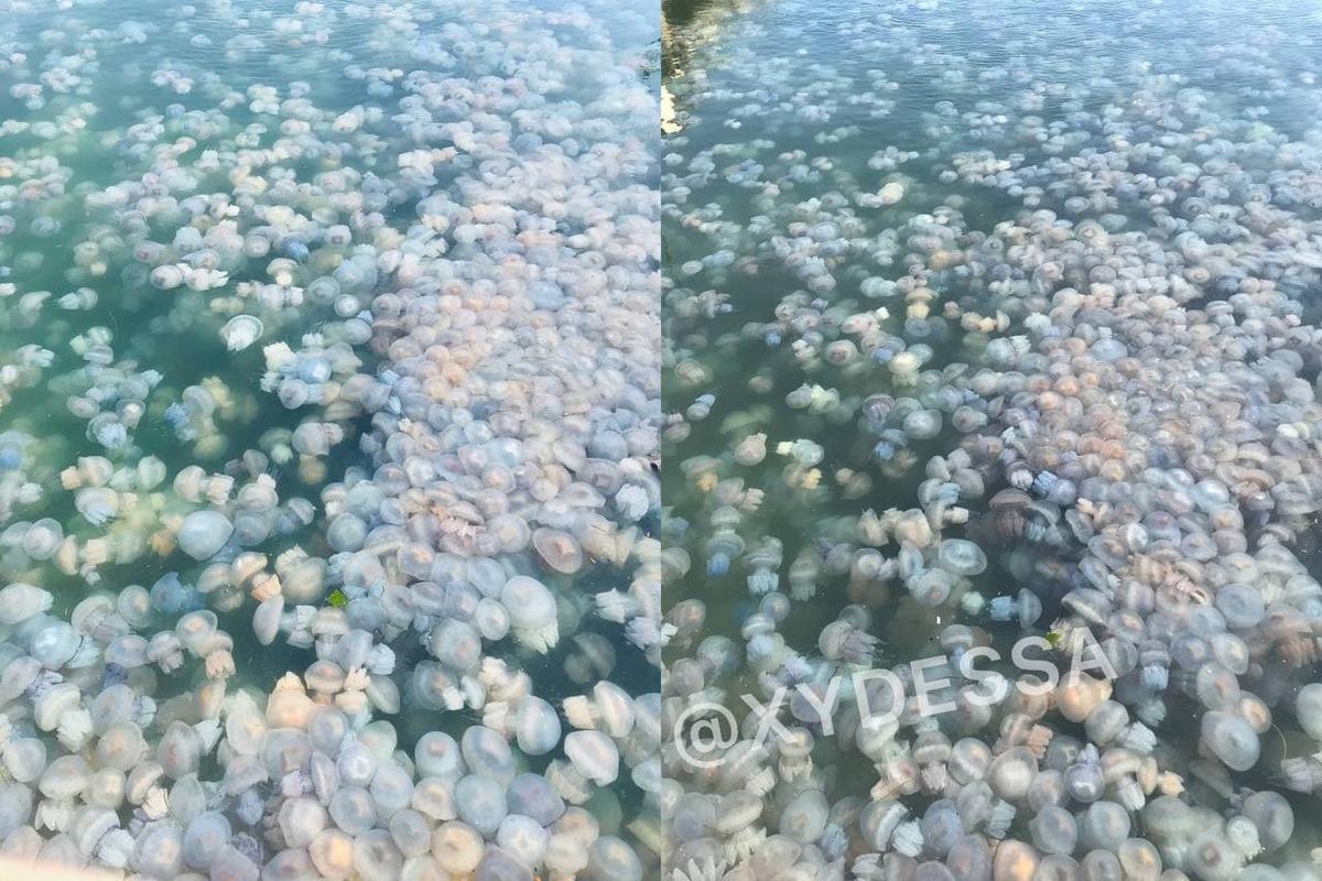 В одеському порту зняли на фото величезну кількість медуз / фото Telegram-канал "Х*евая Одесса"
