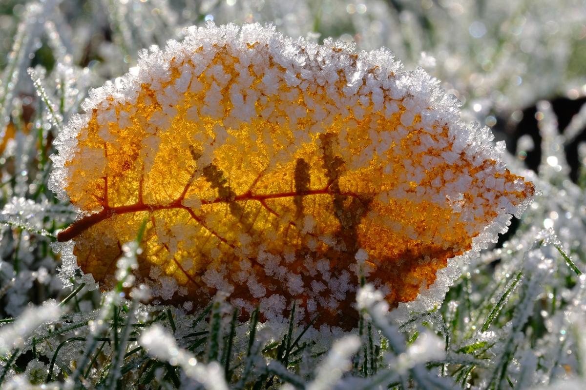 Найближчої ночі в Україні будуть заморозки / фото pixabay.com Найближчої ночі в Україні будуть заморозки / фото pixabay.com