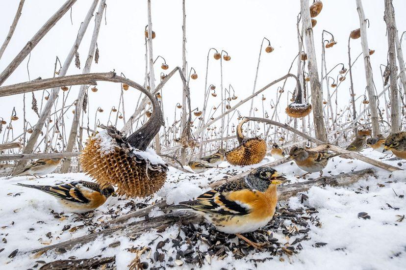 Подсолнухи авторства польского фотографа / фото @mpwildlife Подсолнухи авторства польского фотографа / фото @mpwildlife
