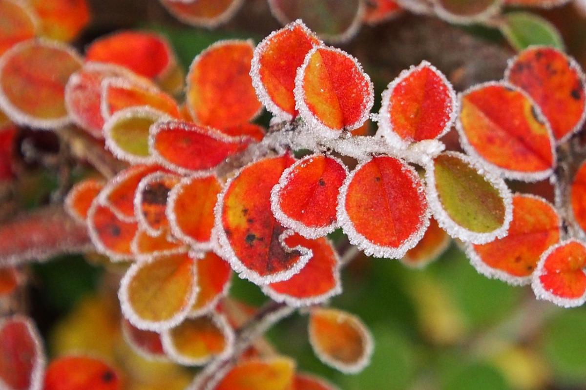 Несколько ближайших ночей в Украине будут заморозки / фото pixabay.com Несколько ближайших ночей в Украине будут заморозки / фото pixabay.com