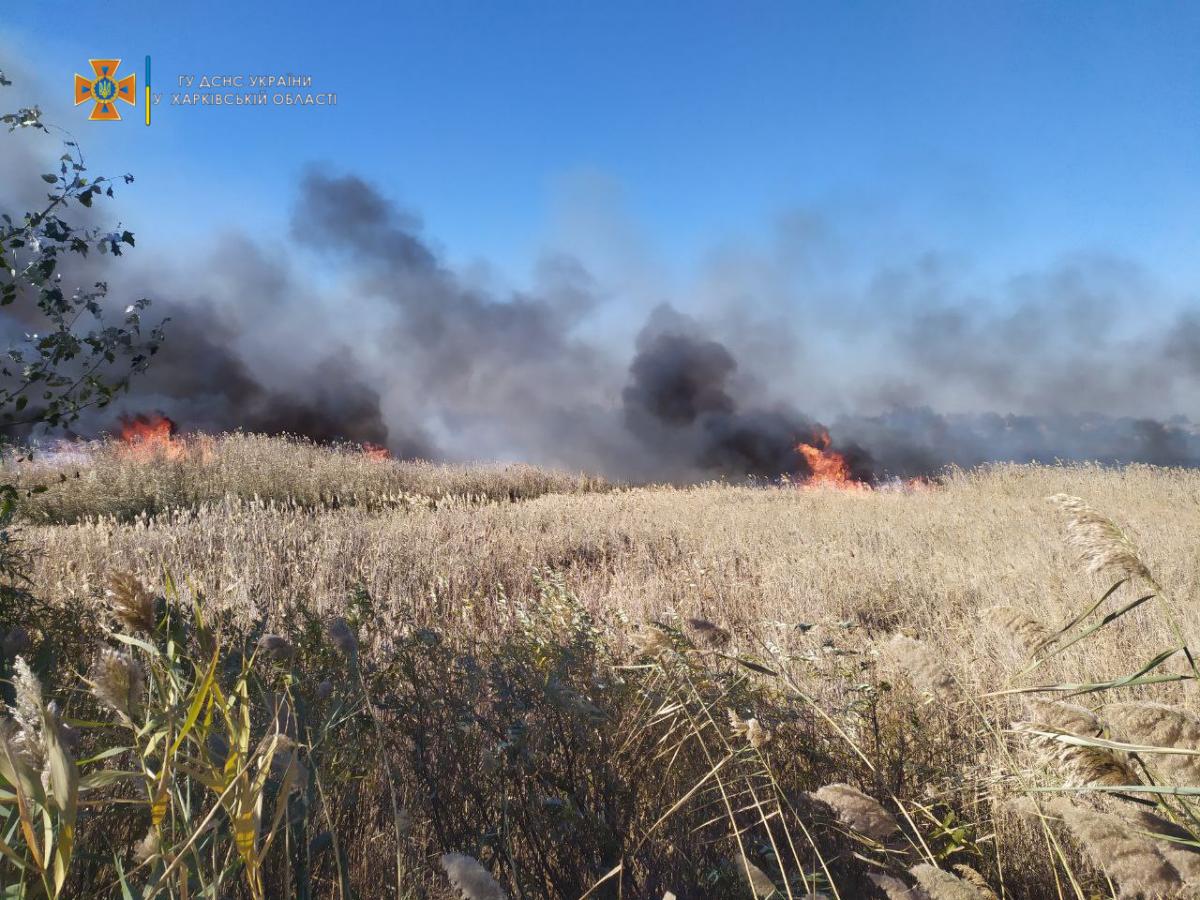 На момент прибуття підрозділів ДСНС горів очерет на площі 4,5га / kh.dsns.gov.ua На момент прибуття підрозділів ДСНС горів очерет на площі 4,5га / kh.dsns.gov.ua