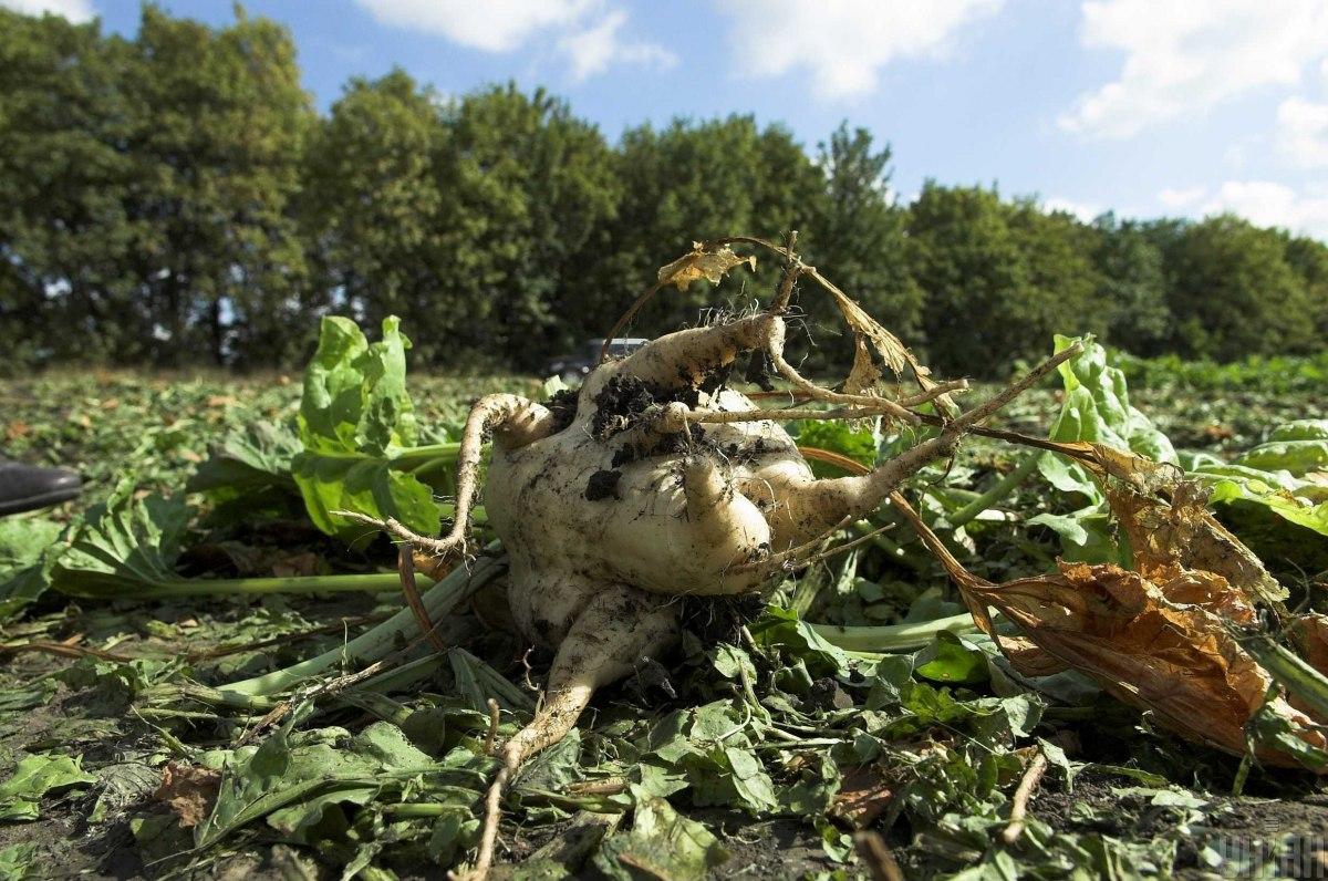 Україна прямує до історичного антирекорду у галузі виробництва цукру, – експертка