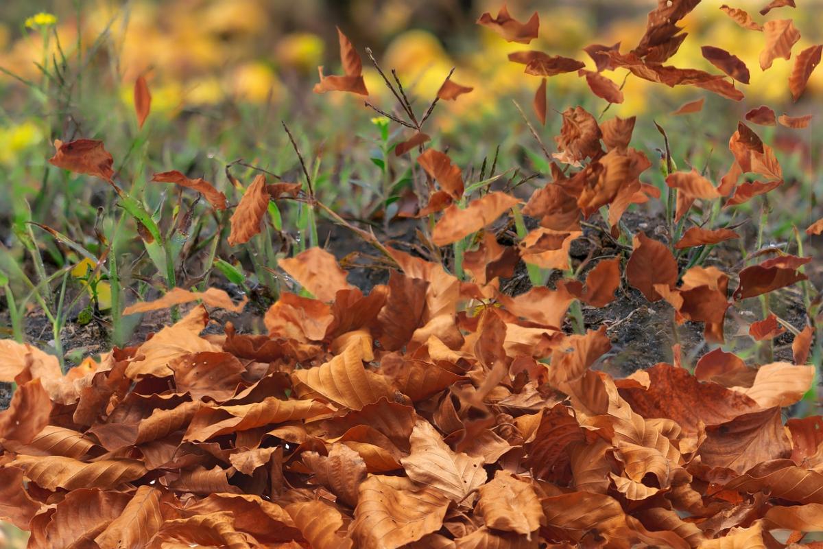 В Харкове днем будет ветрено / фото pixabay.com