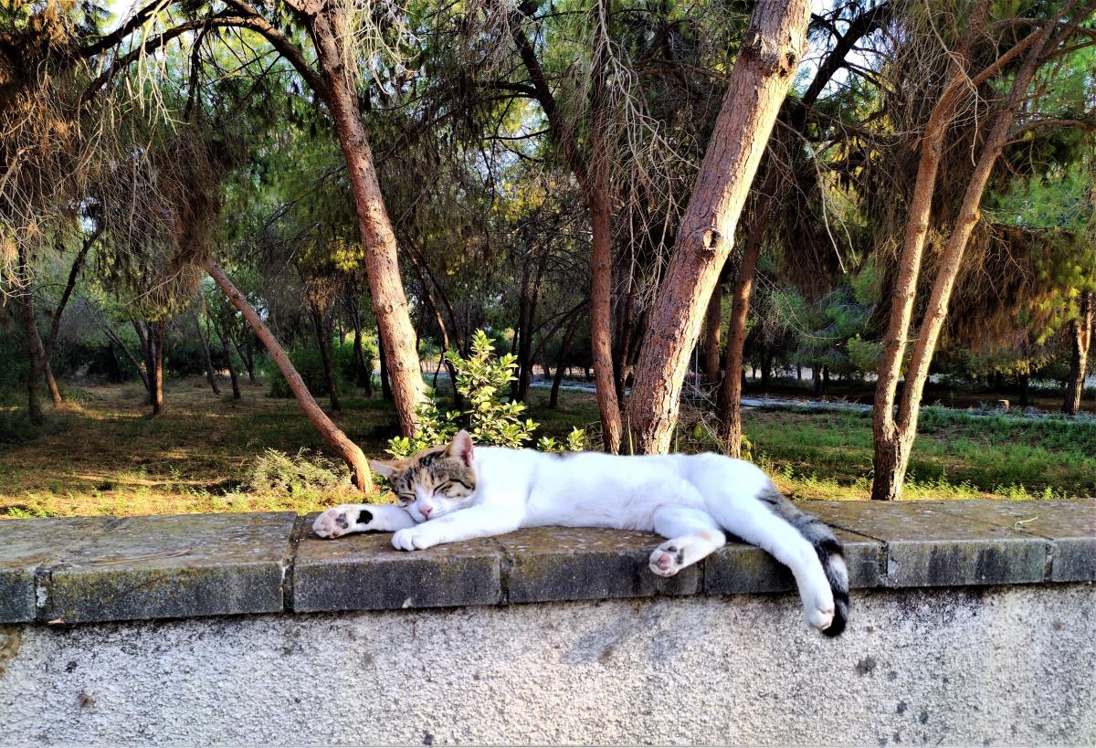 Котики на Кипре – настоящие хозяева жизни / фото Марина Григоренко