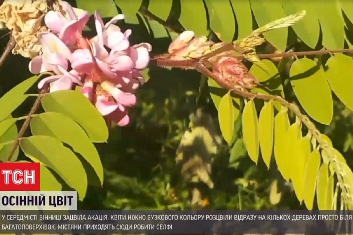 Цветение уже повреждает приморозки / скриншот с видео Цветение уже повреждает приморозки / скриншот с видео
