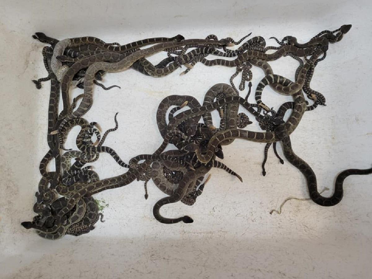 З будинку американки витягли 92 отруйних західних гримучника / фото Sonoma County Reptile Rescue З будинку американки витягли 92 отруйних західних гримучника / фото Sonoma County Reptile Rescue