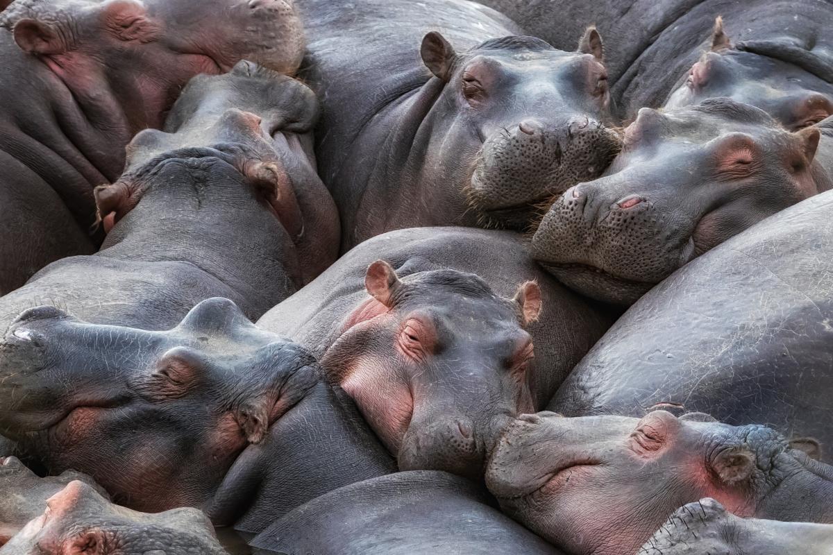 Гіпопотами здатні по видаваним звукам відрізняти друзів від ворогів \ фото ua.depositphotos.com