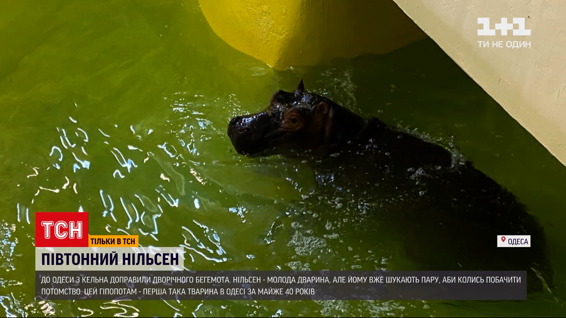 Хлопчик нині важить 400 кілограмів / скріншот з відео Хлопчик нині важить 400 кілограмів / скріншот з відео