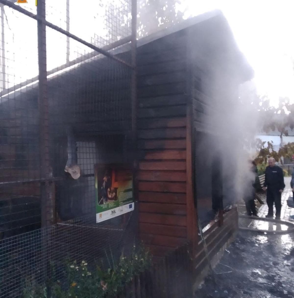 В Луцьку через пожежу загинуло сімейство мавпочок / фото ДСНС В Луцьку через пожежу загинуло сімейство мавпочок / фото ДСНС