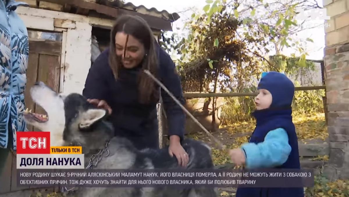 Нанук поводиться тривожно: дере меблі, шукає одяг померлої / Скріншот Нанук поводиться тривожно: дере меблі, шукає одяг померлої / Скріншот