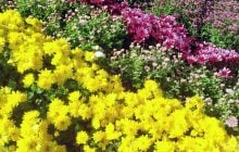 Как ухаживать за хризантемами в горшках: 4 важных совета